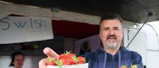 Så blir tillgången på lokala jordgubbar till midsommar 