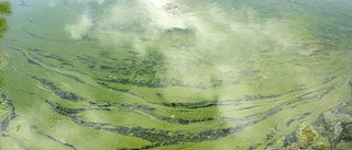 Så är läget för algblomningen • Blåst och regn påverkar