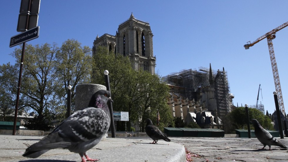 Duvorna är nästan de enda som är ute på gatorna runt Notre-Dame.