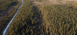 Sveaskog: Vi avverkar inte naturskogar