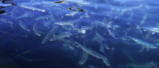 Katrineholmskt matavfall kan bli fiskfoder