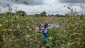 Östafrika tar spjärn inför ny gräshoppsplåga