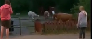 Här skrotar kossorna omkring i lekparken i Bryngelstorp