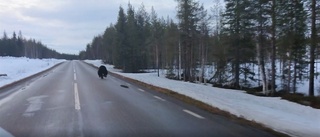 Se: Här sprintar björnen ifrån Ingemar – i rekordfart