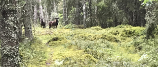 Vilda mufflonfår i Sörmland – vattendelare för jägare