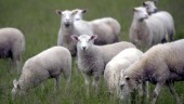 Tackor och lamm svårt plågade i fårhage