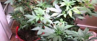 Odlade cannabis – döms för narkotikabrott: ”Hittade frön på gräsmattan, trodde det var gröna växter” 