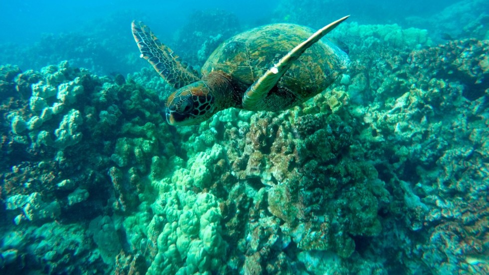 Med människor i karantän får havssköldpaddorna hav och ständer för sig själva. Arkivbild.