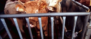 Riksdagen bör införa miljöskatter på kött