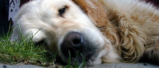 Tog in hund för kremering - anmäld för djurplågeri