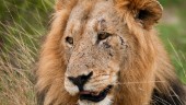 Kvinna svårt skadad i lejonattack på djurpark
