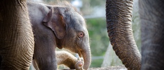 Kolmårdens elefantkalv fortsatt välmående