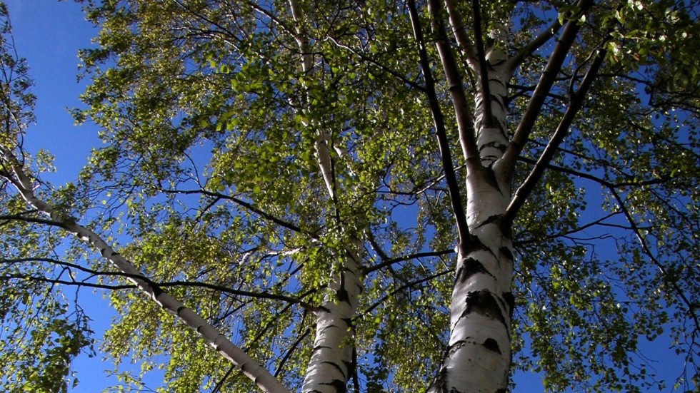 Skribenterna anser att skogsbruket behöver satsa mer på lövträd.