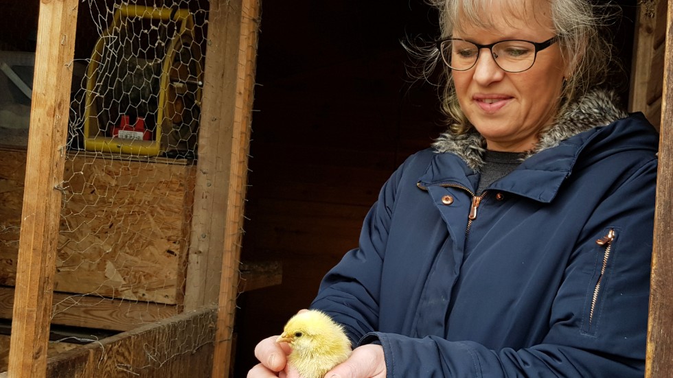 En av de yngsta i gänget. Katawina Hultgren började med kläckmaskin, nu får de flesta kycklingarna kläckas naturligt, hos mamma.