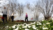 Vårblommorna avslöjar klimatförändringarna – nu vill forskarna ha Uppsalabornas hjälp