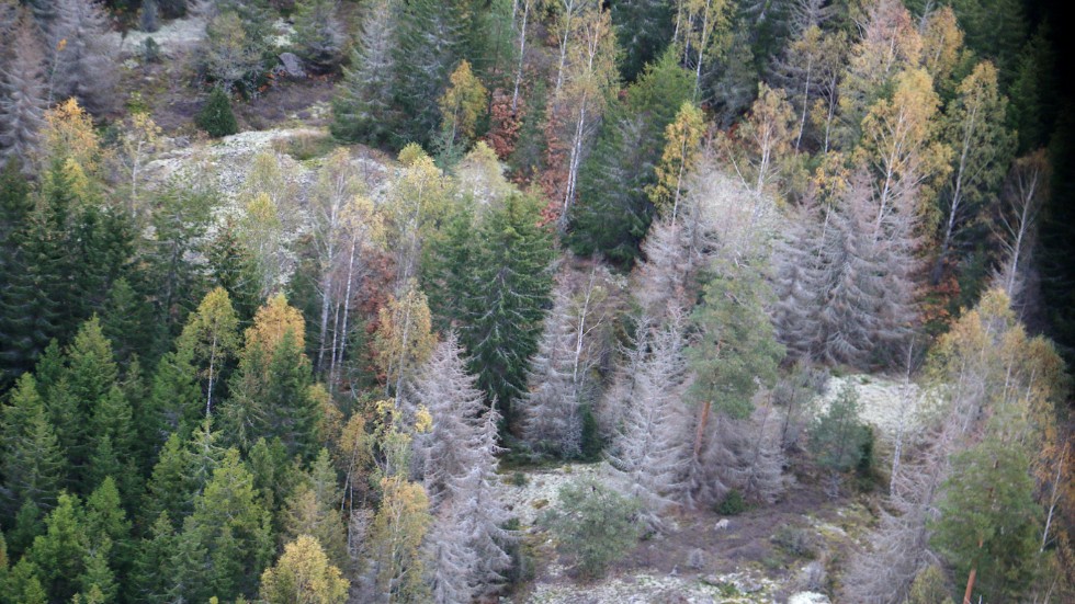Granbarkborrens härjningar syns tydligt från luften. Stora områden med döda träd finns lite varstans i länet.