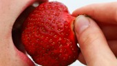 Finns det verkligen inga jordgubbsplockare i Sverige?