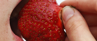 Finns det verkligen inga jordgubbsplockare i Sverige?