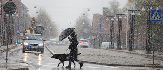 Snöoväder i maj – har hänt en gång på 20 år