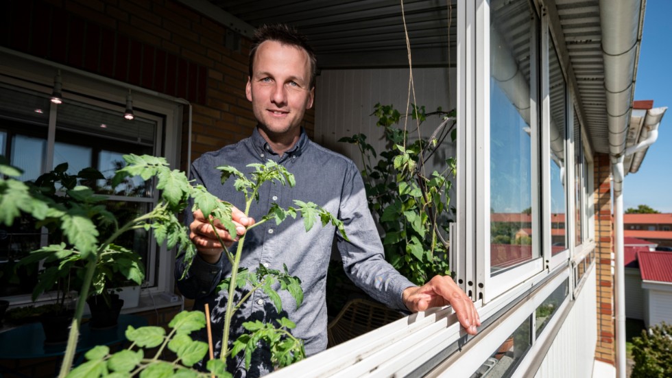 Tomaterna växer högt på balkongen hos Niklas Hjelm från föreningen Hemmaodlat. Svenskarna rekordköper frön och växter som aldrig förr, och i coronatider siktar många på en sommar i trädgården. "Tomater av olika sorter, de älskar värme", säger han.