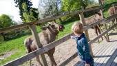 Älgparken öppnar: Så tänker de kring premiären