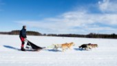 Hundshop öppnar i hundtäta byn Nyborg