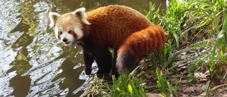 Sökes: En röd panda som rymt från Kolmården