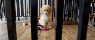 Smugglingen av hundar har ökat dramatiskt • Länsstyrelsen varnar för rabiessmitta: ”Det är bara en tidsfråga”