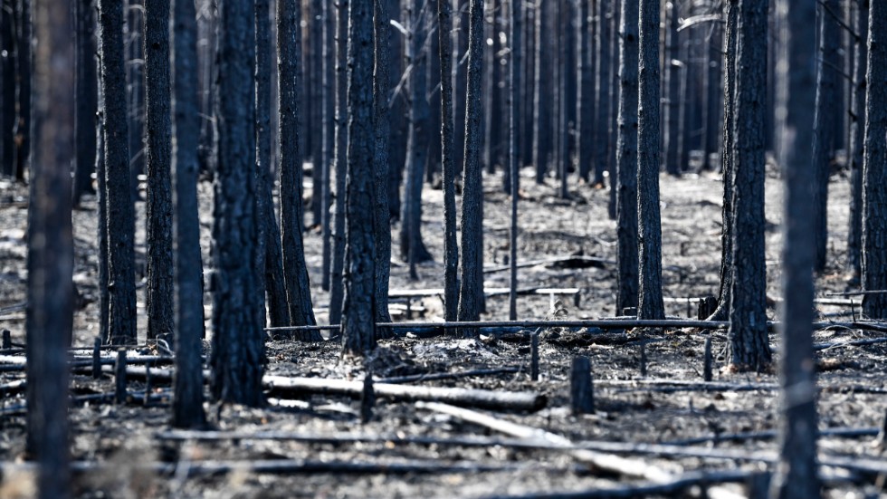 Brandskadad skog. Bilder på delar av området i Härjedalen som drabbades av den stora skogsbranden under sommaren 2018. Arkivbild.