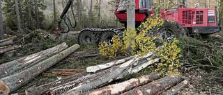 Ökat intresse för skogsavverkning i Norra Norrland