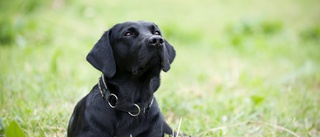 Här kan den nya hundparken placeras 