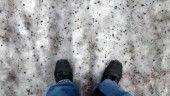Rekordhalkan: Redan sandat för en hel vinter