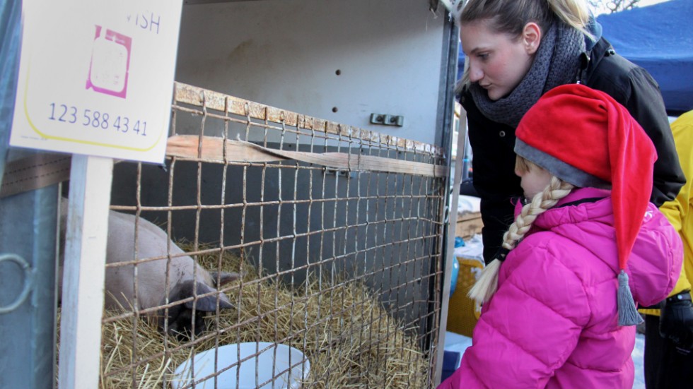 Mirabelle Forsberg och dottern Hilma hälsade på grisen som vaknade till i sitt halmbo och kom fram och kikade på dem.