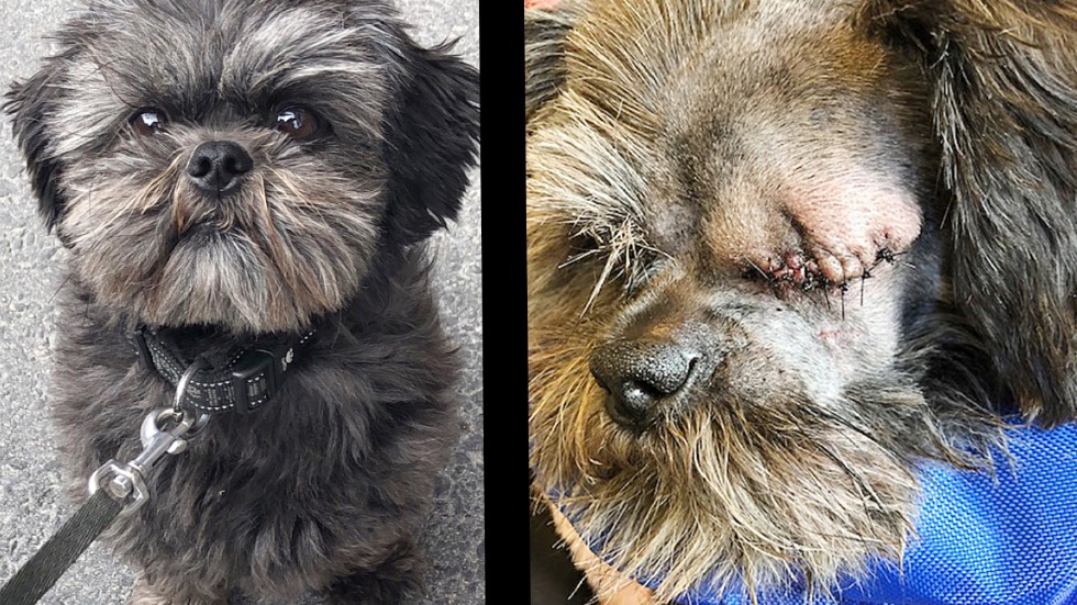 Morris före och efter operationen.