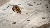 Så stoppar du råttorna i ditt hem