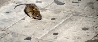 Så stoppar du råttorna i ditt hem