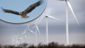 Örnbon ska inte stoppa vindkraftverk