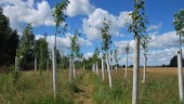 Nya lövträd revolution för klimat och miljö