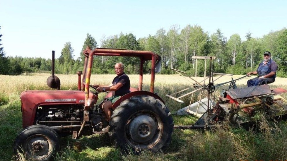 En gammal Ferguson traktor och en gammal självbindare på väg ut att skörda.