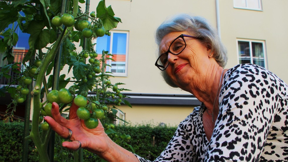 Tomaterna börjar bli mogna och redo för att skördas. Anita Johnsson kollar läget för dagen.