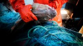 Så kan Kalmar län bidra till hållbart fiske 
