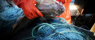 Så kan Kalmar län bidra till hållbart fiske 