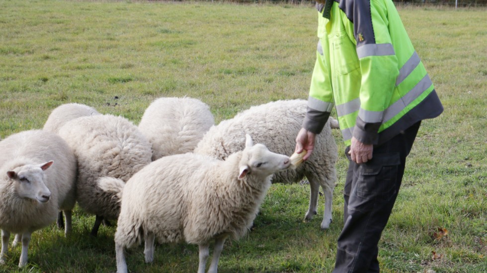 Bernt Jonsson i fårhagen med flocken som blev av med ett lamm i helgen.