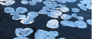 Isfenomen: Flytande tallrikar i Duveholmssjön