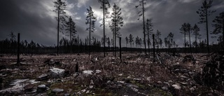 Kris i världens skogar – hög tid att agera