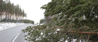Nedfallna träd påverkade trafiken