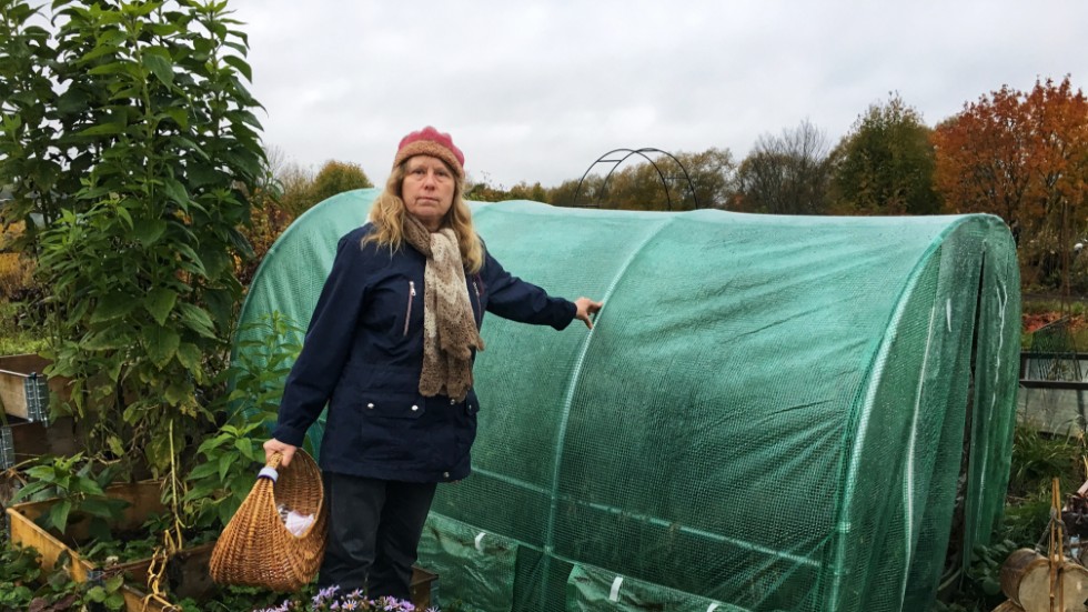 Elisabet Alphonce på Hällbyvallsodlarna i Luthagen satte upp sitt växthus i våras, utifrån de gamla reglerna. Hon tycker att det är otidsenligt att i dessa tider göra det svårare att odla egna grönsaker. "Hur kan man införa regler som inte överensstämmer med hållbarhet?", säger hon.
