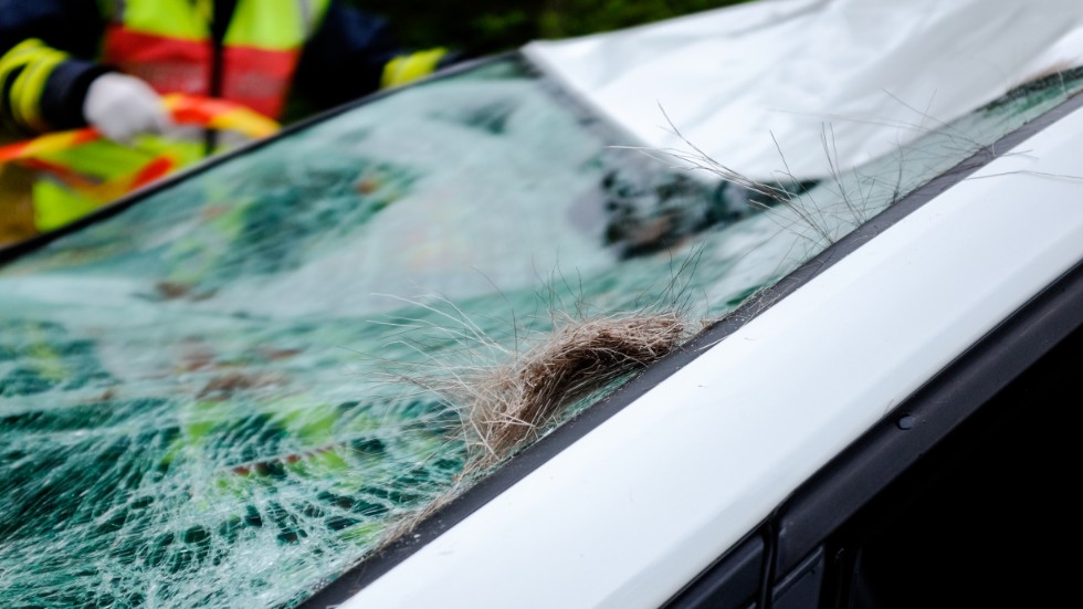 En viltolycka på riksväg 55 ledde till flera polisanmälningar. 