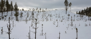 Stora skador på skogen i Norrbotten