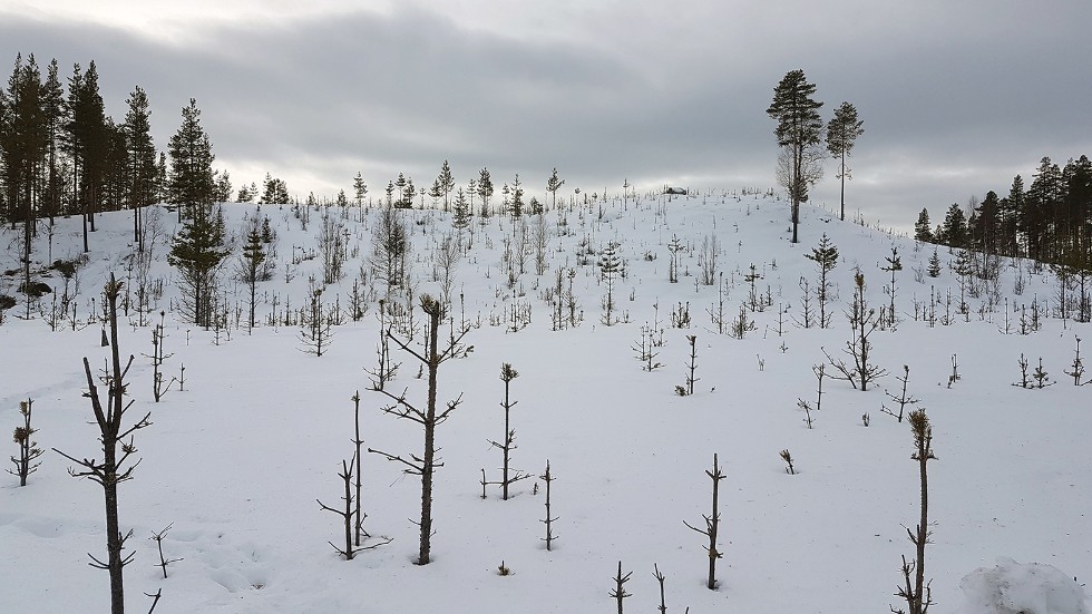 25 procent av Sveaskogs 370 000 hektar inventerade ungskog håller på att dö av älgbetesskador eller törskatesvamp.